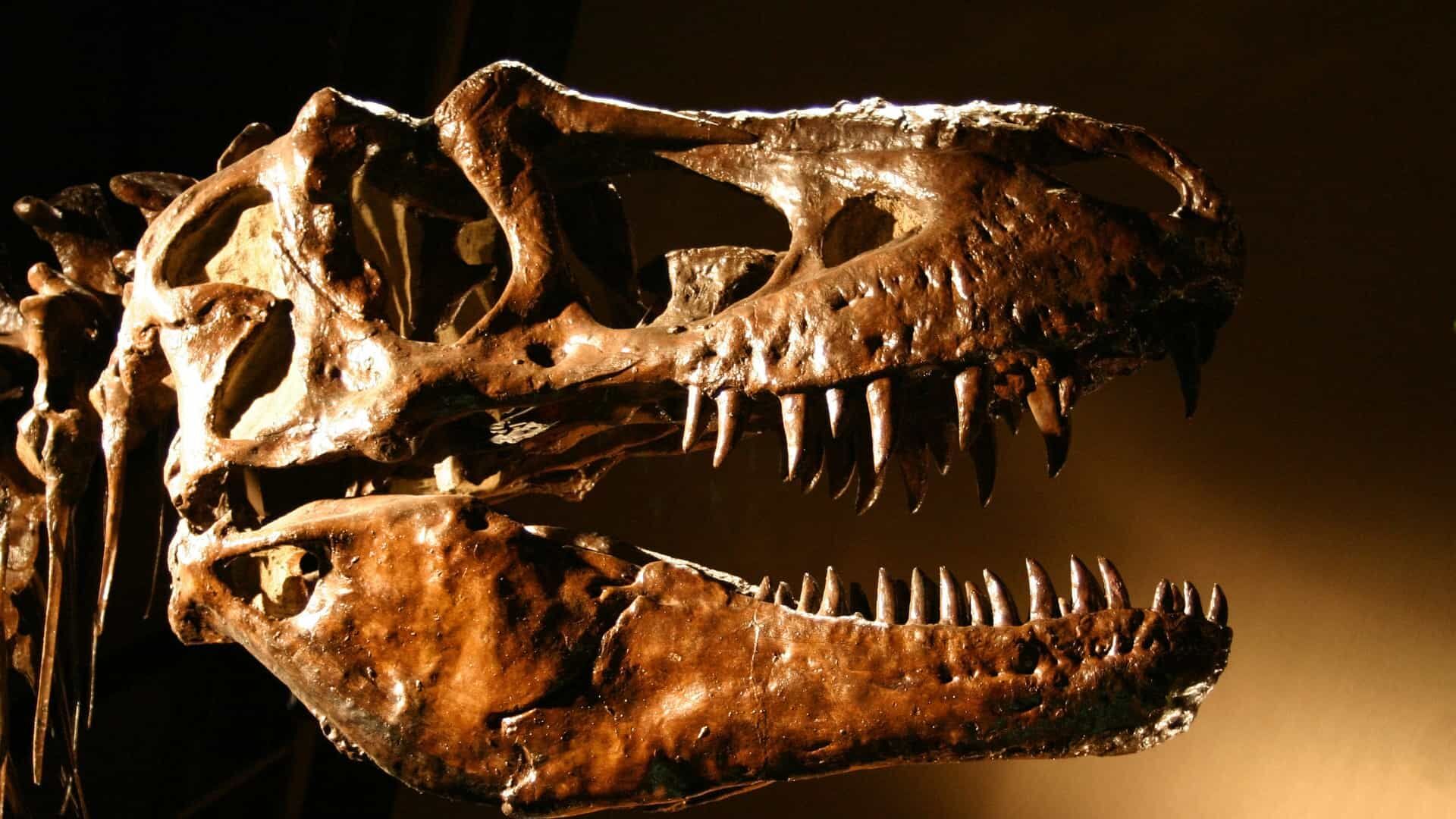 População total do tiranossauro rex chegou a 2,5 bilhões, aponta estudo População total do tiranossauro rex chegou a 2,5 bilhões, aponta estudo