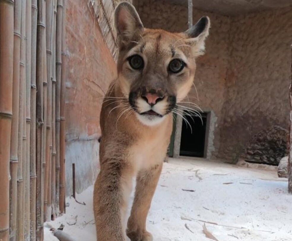 Onça Loki foge de recinto no Zoológico de Brasília e visitantes são retirados às pressas Onça Loki foge de recinto no Zoológico de Brasília e visitantes são retirados às pressas