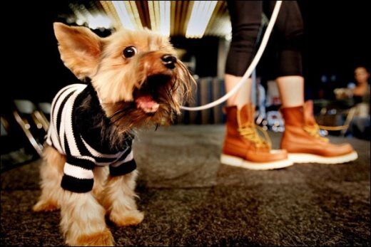 Para comemorar Semana Mundial dos Animais; João Pessoa terá desfile de cães neste domingo Para comemorar Semana Mundial dos Animais; João Pessoa terá desfile de cães neste domingo