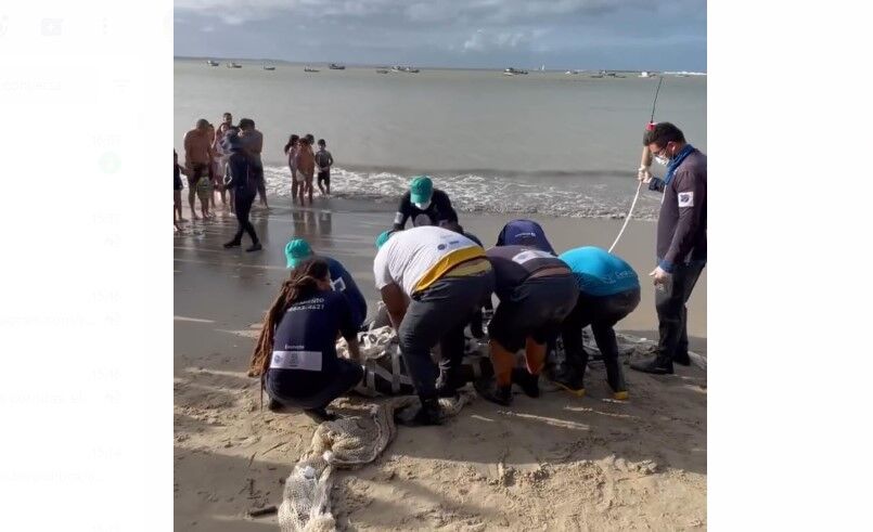 Peixe-boi marinho passa por exames após viajar do Rio Grande do Norte à Paraíba; veja o que fazer ao encontrar o animal Peixe-boi marinho passa por exames após viajar do Rio Grande do Norte à Paraíba; veja o que fazer ao encontrar o animal