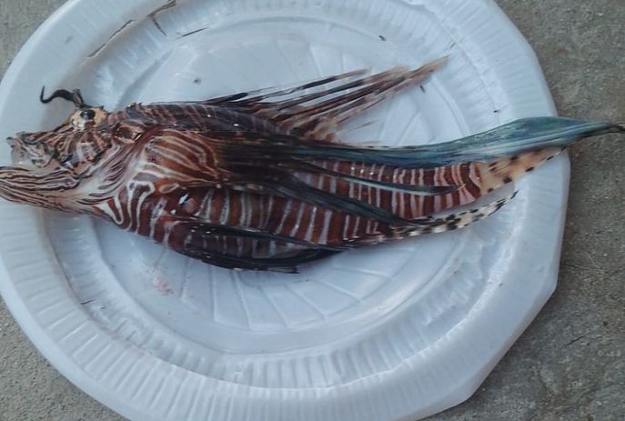 Mais uma captura de peixe-leão é registrada no litoral paraibano; animal é venenoso Mais uma captura de peixe-leão é registrada no litoral paraibano; animal é venenoso