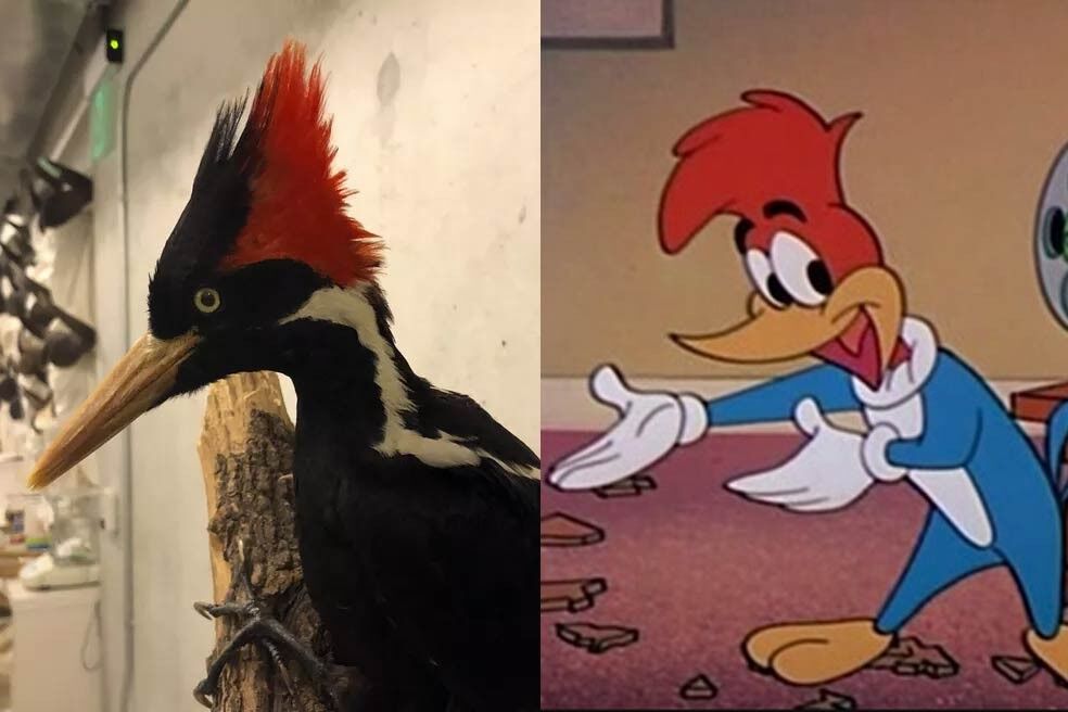 Espécie de pássaro que inspirou o desenho do Pica-Pau será declarada extinta Espécie de pássaro que inspirou o desenho do Pica-Pau será declarada extinta