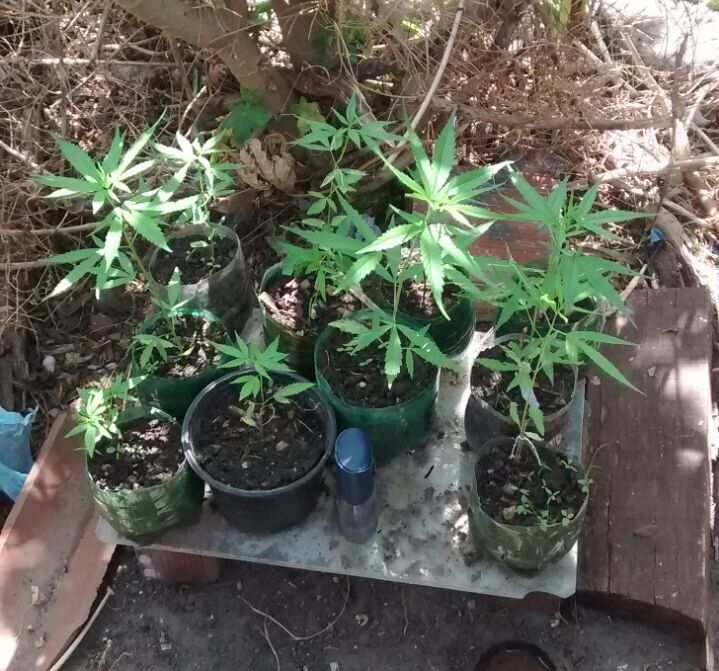 Polícia apreende dez mudas de maconha no Bairro das Indústrias Polícia apreende dez mudas de maconha no Bairro das Indústrias