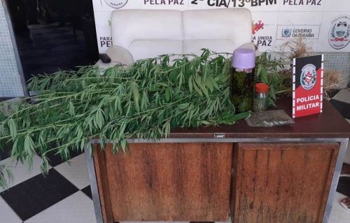 Polícia Militar desarticula plantio de maconha e prende suspeito de cultivar planta na Paraíba Polícia Militar desarticula plantio de maconha e prende suspeito de cultivar planta na Paraíba