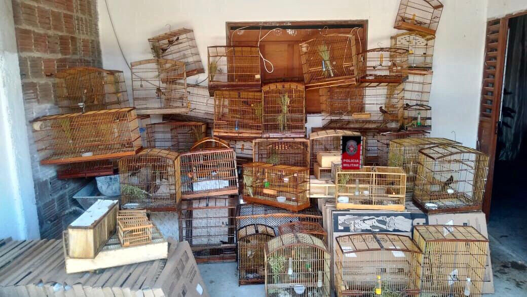 Polícia Ambiental resgata 16 aves silvestres e jiboia em comunidade de João Pessoa