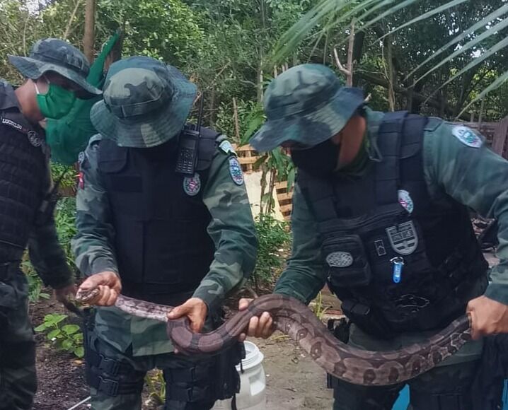 Polícia Militar resgata duas cobras dentro de casas em João Pessoa e uma em árvore no Fórum de Bayeux