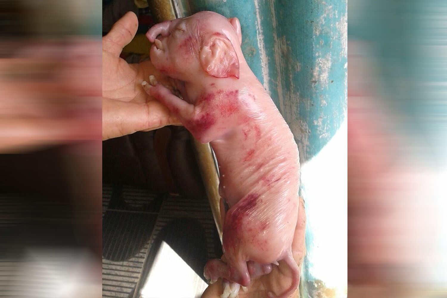 Porco nasce com "tromba" e chama atenção dos moradores em João Pessoa Porco nasce com "tromba" e chama atenção dos moradores em João Pessoa