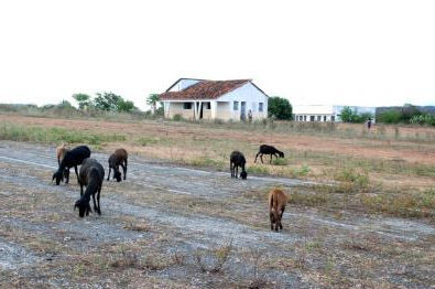 Prefeitura abandona Aeroporto de Monteiro e animais tomam conta da pista Prefeitura abandona Aeroporto de Monteiro e animais tomam conta da pista
