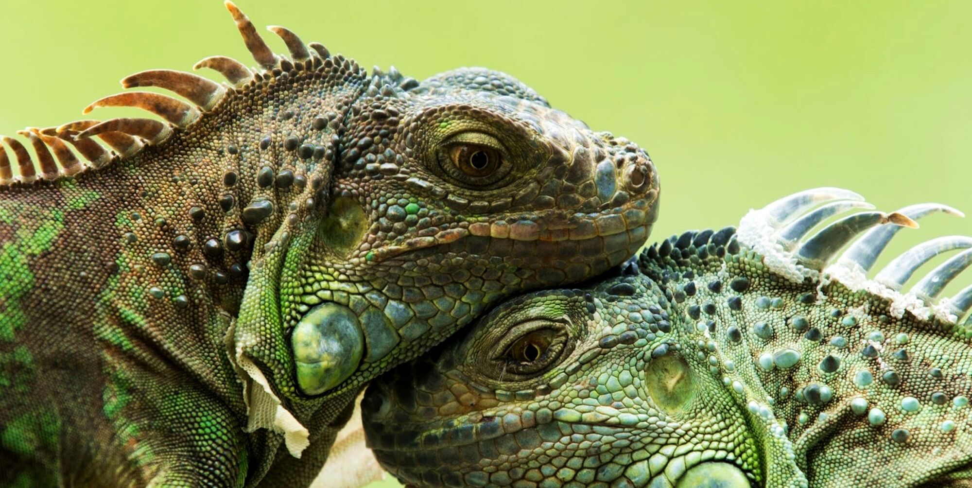 Mais de um quinto dos répteis existentes corre risco de extinção, indica estudo Mais de um quinto dos répteis existentes corre risco de extinção, indica estudo