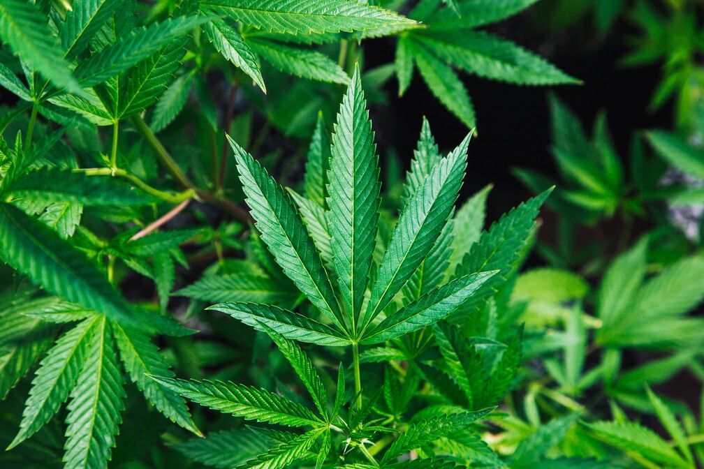 Canabidiol pode melhorar a memória de mulheres na menopausa, indica pesquisa da UFRGS Canabidiol pode melhorar a memória de mulheres na menopausa, indica pesquisa da UFRGS