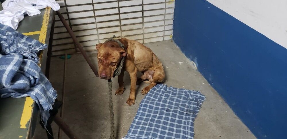 Polícia encontra 33 pit bulls em chácara no interior de SP após fechar rinha Polícia encontra 33 pit bulls em chácara no interior de SP após fechar rinha