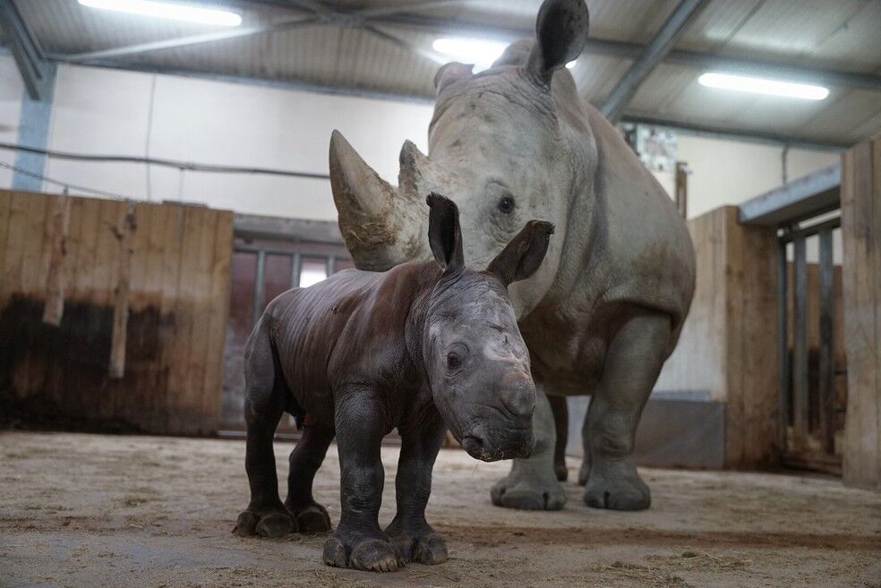 Bebê rinoceronte nasce em zoológico na França Bebê rinoceronte nasce em zoológico na França