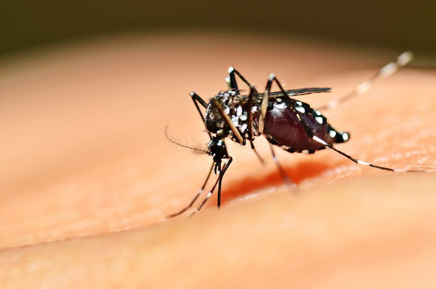 Brasil ultrapassa marca de 5 mil mortes por dengue em 2024 Dengue, Brasil, Aedes