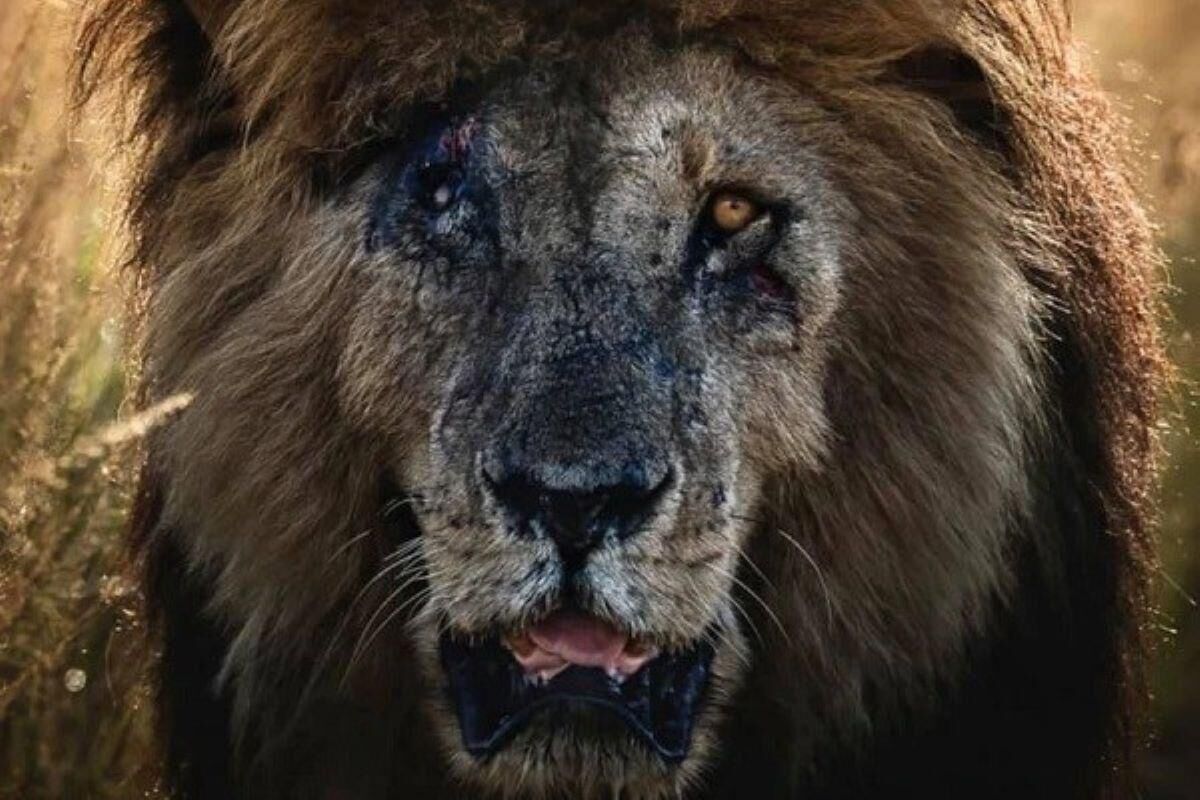 Scarface, o leão mais famoso do mundo, morre aos 14 anos Scarface, o leão mais famoso do mundo, morre aos 14 anos