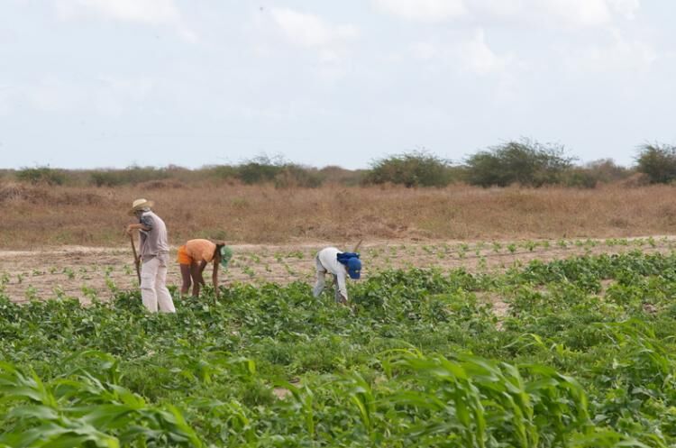 Governo da Paraíba destina mais de R$ 8 milhões para pagamento do Garantia-Safra a agricultores de 135 municípios Governo da Paraíba destina mais de R$ 8 milhões para pagamento do Garantia-Safra a agricultores de 135 municípios