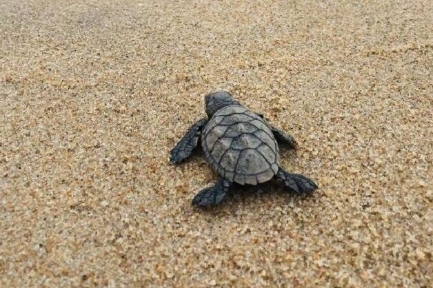 Tartarugas marinhas nascem hoje na praia de Intermares, em Cabedelo Tartarugas marinhas nascem hoje na praia de Intermares, em Cabedelo