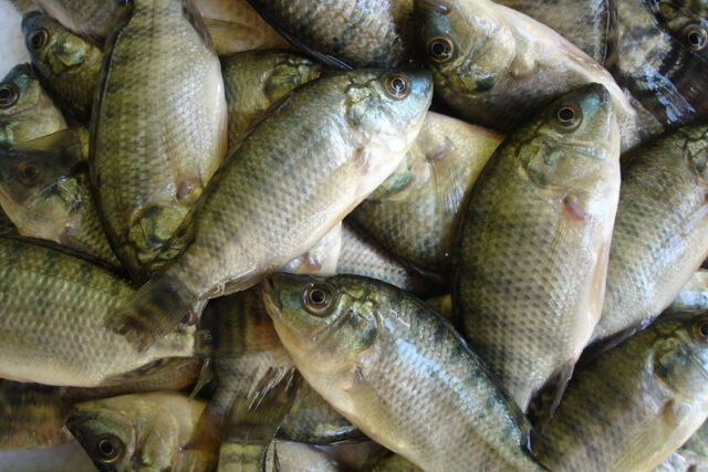 Prefeitura de Belém lança licitação para comprar 10 toneladas de peixe para Semana Santa Semana Santa: Caaporã lança licitação para comprar 25 toneladas de peixe
