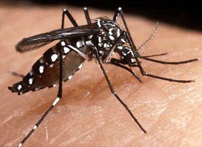 Paraíba registra explosão no número de casos de dengue, zika e chikungunya com mais de 7 mil notificações Paraíba registra explosão no número de casos de dengue, zika e chikungunya com mais de 7 mil notificações