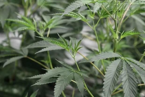 Relação dos seres humanos com a maconha é tão antiga quanto a agricultura no Oriente Relação dos seres humanos com a maconha é tão antiga quanto a agricultura no Oriente