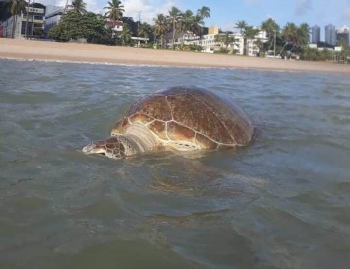 Mais de 56 tartarugas são encontradas mortas em menos de três meses no Litoral da Paraíba Tartaruga marinha
