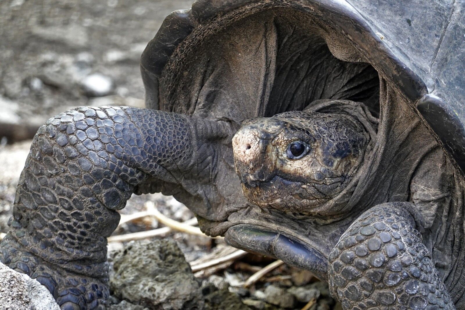 Tartaruga gigante considerada extinta há 100 anos é encontrada no Equador Tartaruga gigante considerada extinta há 100 anos é encontrada no Equador