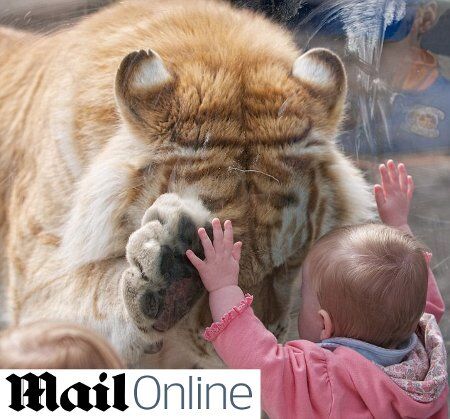 Tigre de 170 kg dá a pata para bebêzinha Tigre de 170 kg dá a pata para bebêzinha