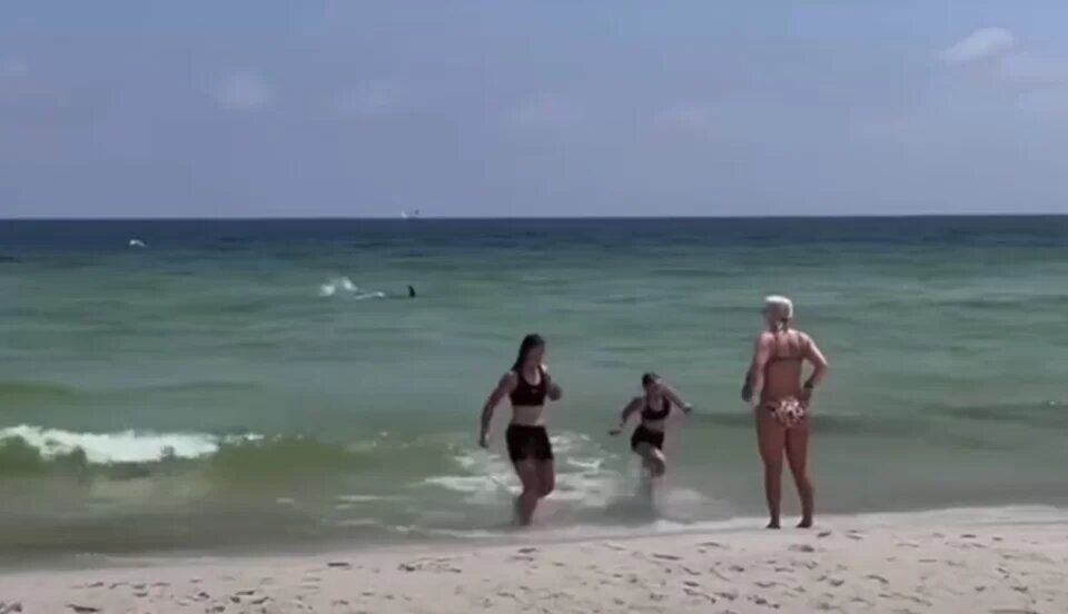 Recife ou Flórida: tubarão nada em águas rasas de praia e assusta banhistas; veja o vídeo Recife ou Flórida: tubarão nada em águas rasas de praia e assusta banhistas; veja o vídeo