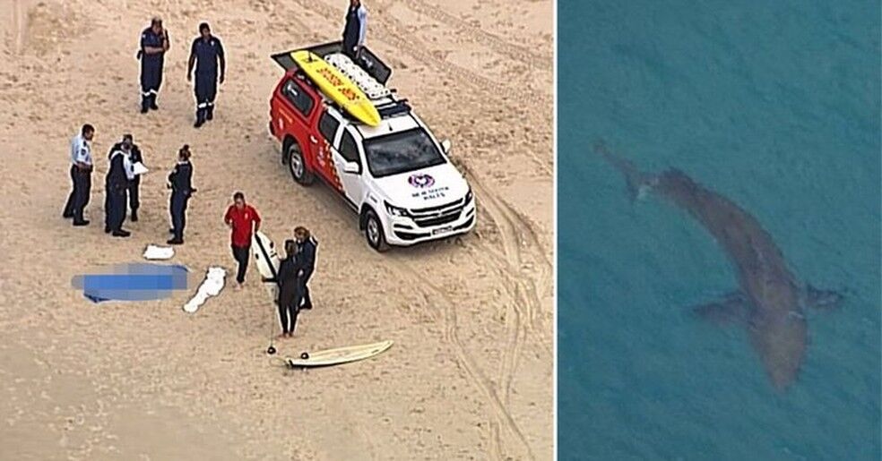 Surfista de 60 anos morre após ataque de tubarão branco na Austrália