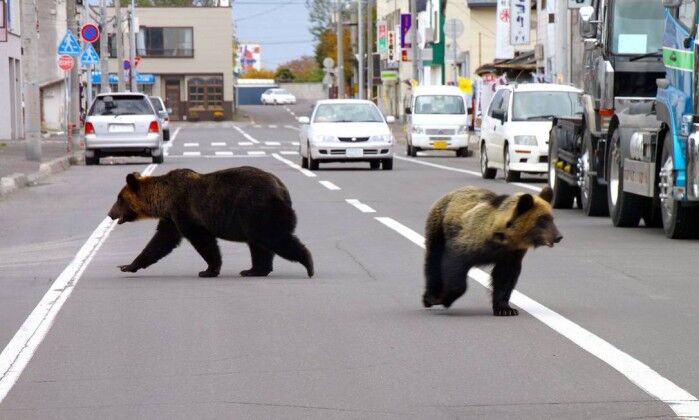 Japão tem quatro mortes por ataque de urso em três semanas Japão tem quatro mortes por ataque de urso em três semanas