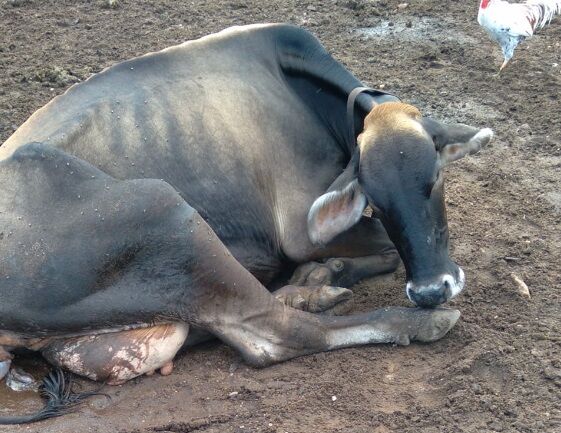 Vaca dá cria de seis bezerros no Sertão da Paraíba Vaca dá cria de seis bezerros no Sertão da Paraíba