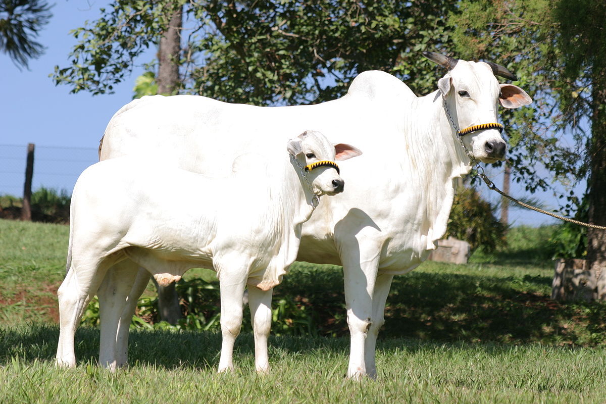 Metade de uma vaca é vendida por R$ 3,99 mi em leilão em Uberaba em ano de recordes Metade de uma vaca é vendida por R$ 3,99 mi em leilão em Uberaba em ano de recordes