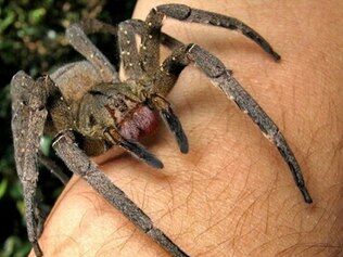 Veneno da Armadeira, espécie comum no país, pode provocar ereção de até 4 horas Veneno da Armadeira, espécie comum no país, pode provocar ereção de até 4 horas