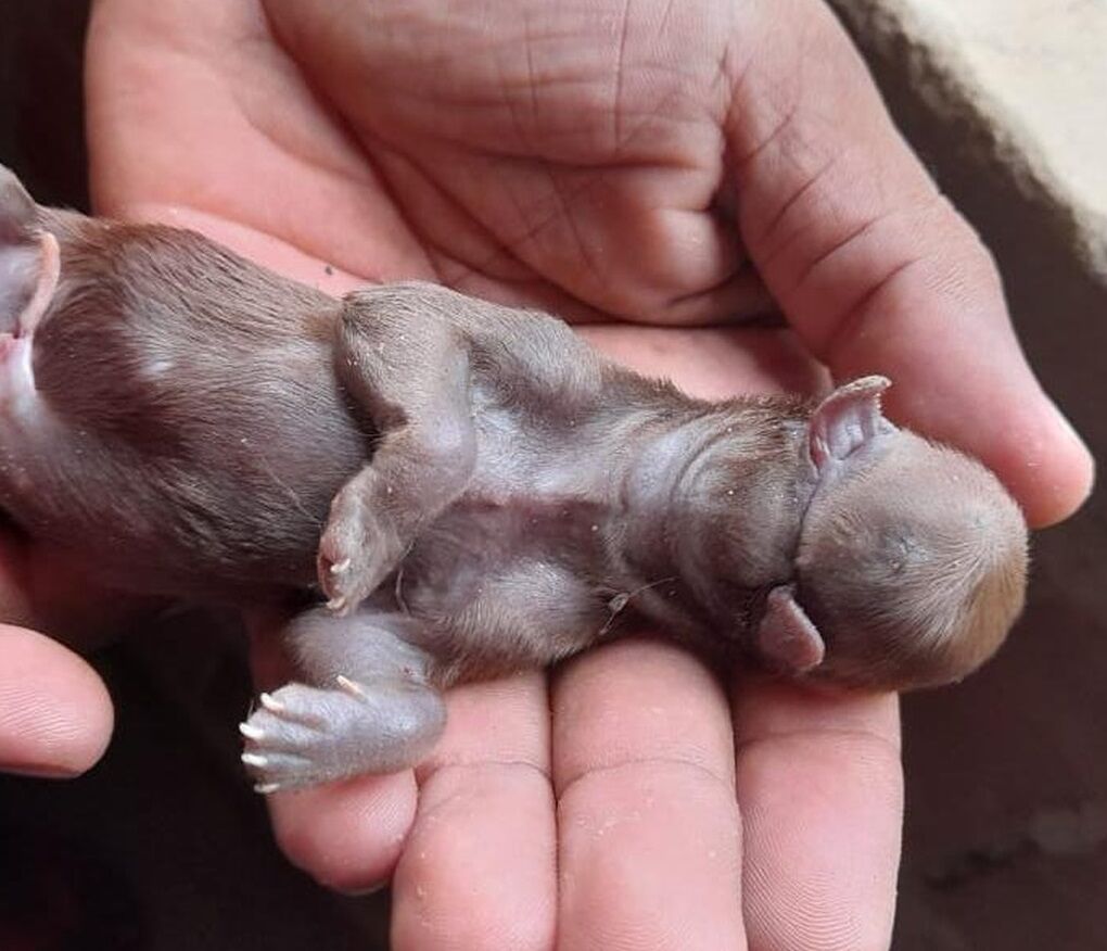 Cachorro nasce com duas línguas e sem olhos no litoral do Piauí; especialista explica malformação Cachorro nasce com duas línguas e sem olhos no litoral do Piauí; especialista explica malformação
