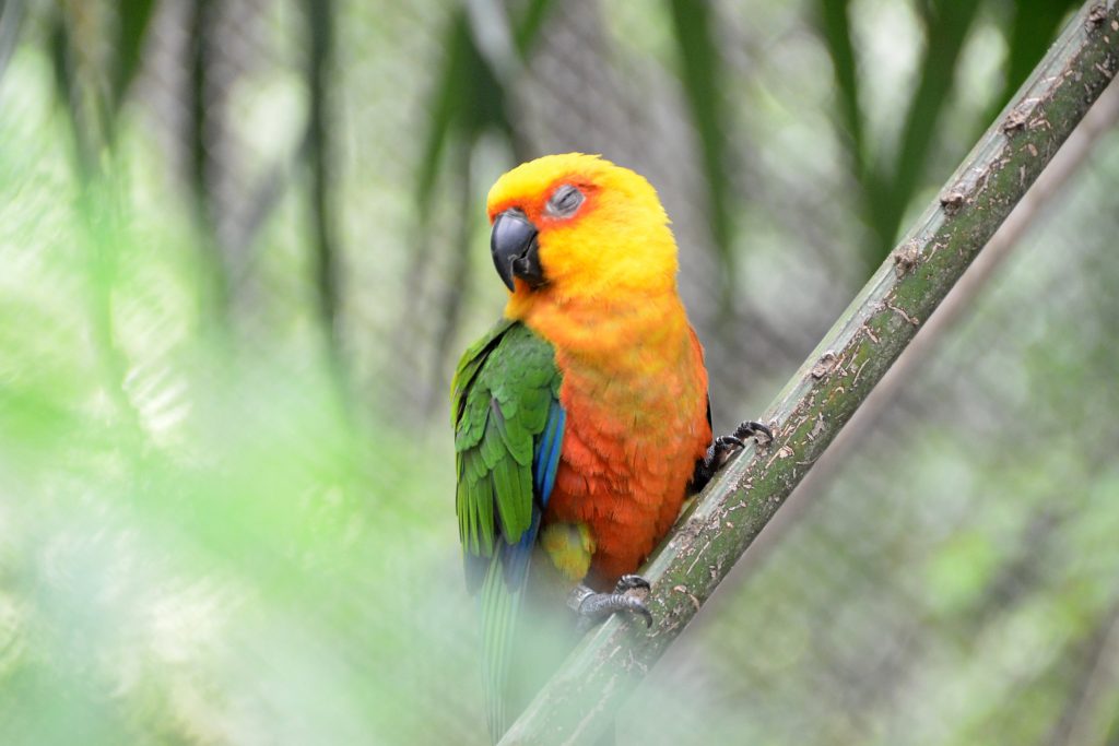 Parque Arruda Câmara possui diversas pássaros de espécies nativas e exóticas Parque Arruda Câmara possui diversas pássaros de espécies nativas e exóticas