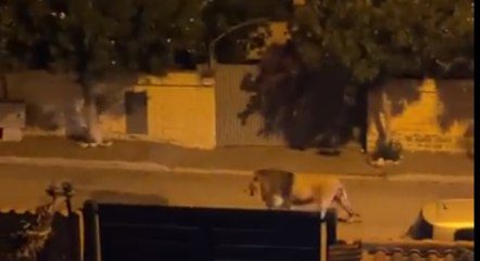 Após fugir de circo, leão deixa cidade italiana em alerta