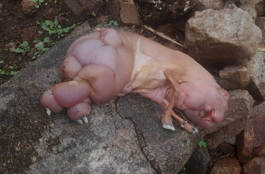 FOTOS: ovelha nasce com aparência semelhante a porco em sítio no Sertão da Paraíba e choca moradores FOTOS: ovelha nasce com aparência semelhante a porco em sítio no Sertão da Paraíba e choca moradores