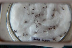 Aedes, Pesquisa, Estudo