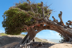 Árvore do Amor, símbolo do turismo no Rio Grande do Norte, tem raízes cortadas