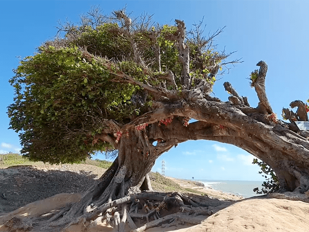 Árvore do Amor, símbolo do turismo no Rio Grande do Norte, tem raízes cortadas