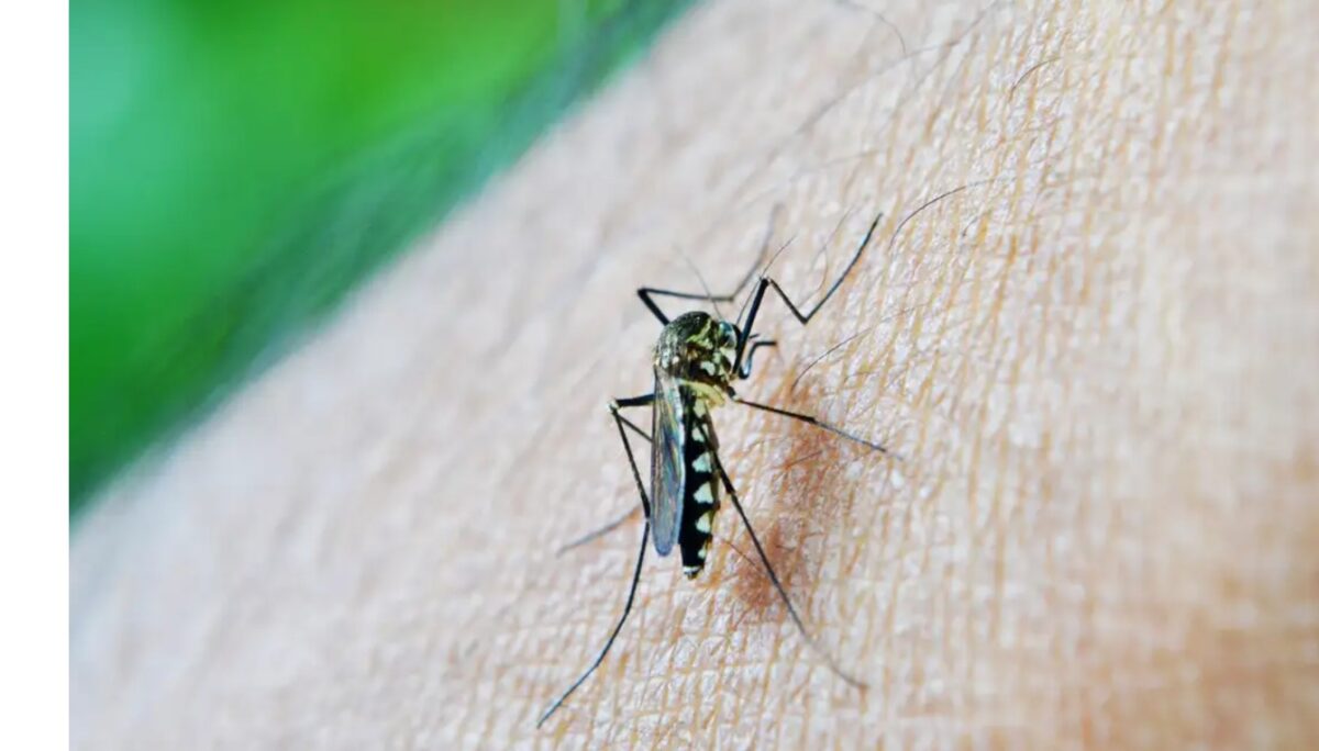 Casos de dengue disparam no Brasil