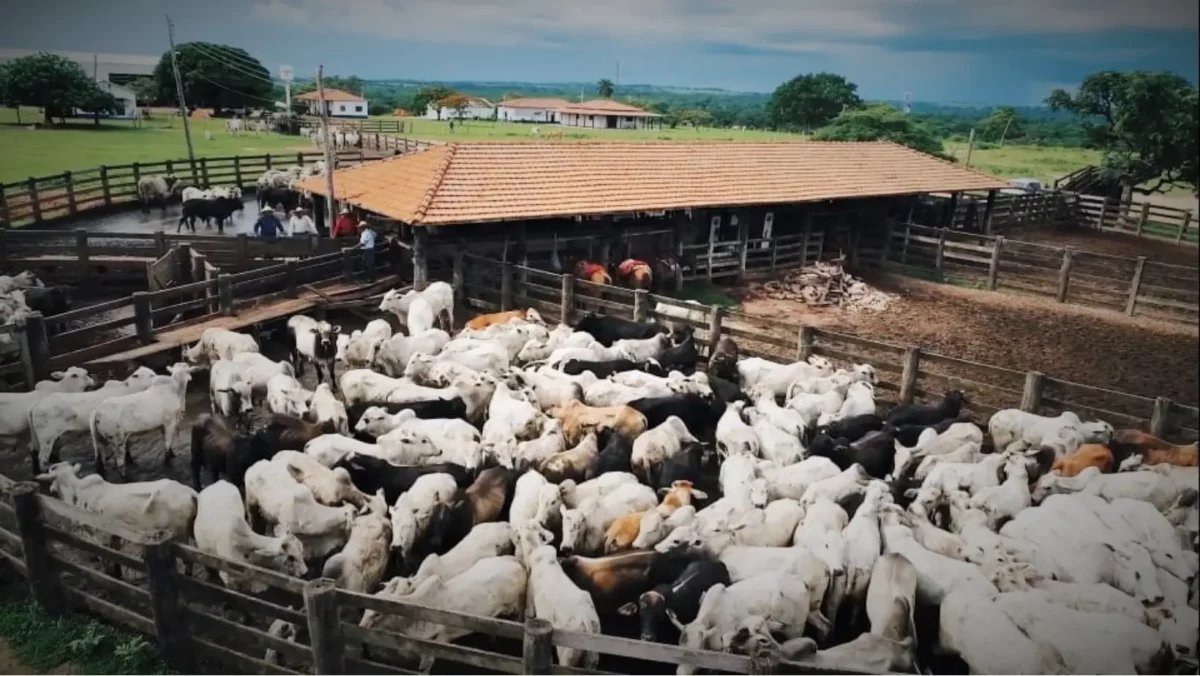 Prefeitura de Alhandra vai gastar mais de R$ 340 mil em construção de curral para gado