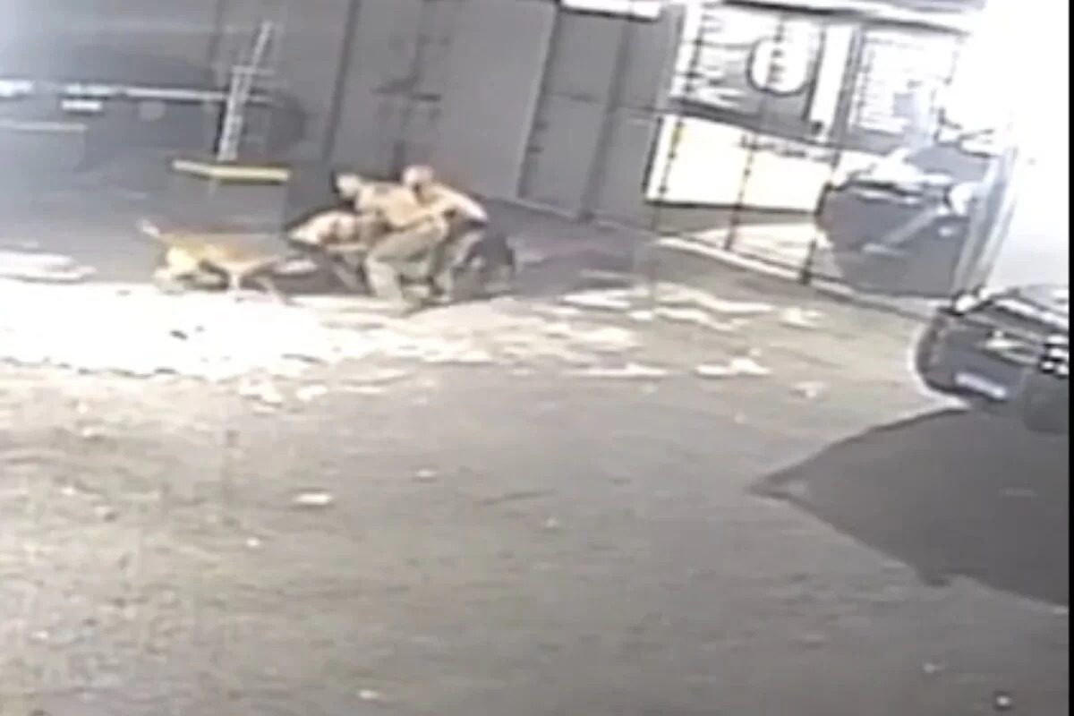 Vídeo: policiais de grupo de elite de SP brigam por escala de folga na Páscoa e são mordidos por cães