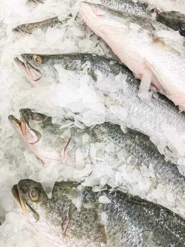 A licitação especifica peixe, tipo Corvina, inteiro, congelado, com escamas