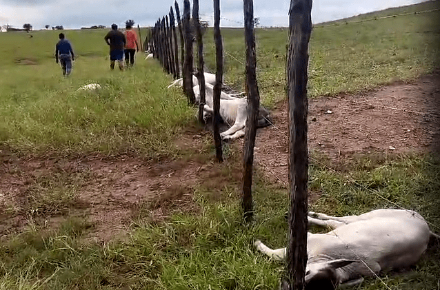 Raio cai em fazenda e mata mais de 10 cabeças de gado, no interior da Paraíba