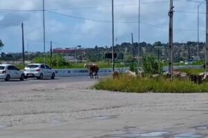 Bois e vacas 'invadiram' faixas da BR-101 na Paraíba.