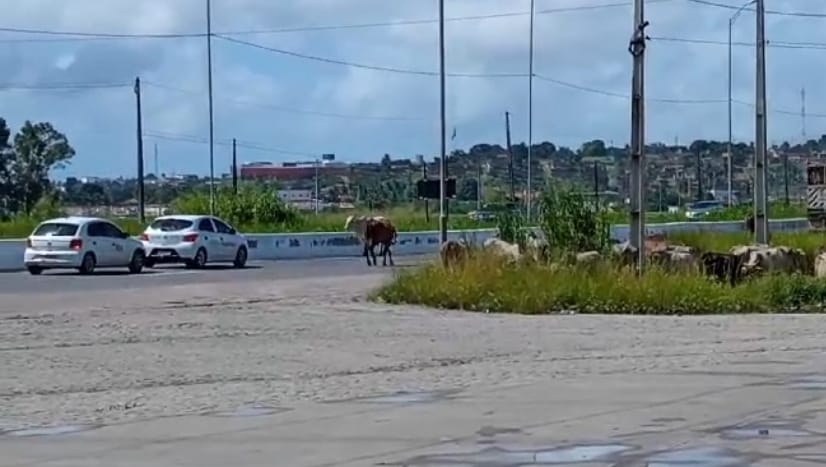 Bois e vacas 'invadiram' faixas da BR-101 na Paraíba.