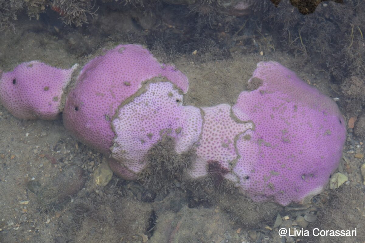 Branqueamento de corais é registrado na Área de Preservação Ambiental da Barra do Mamanguape