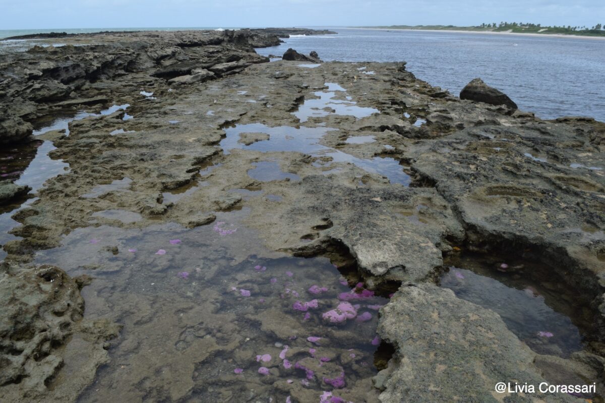 Branqueamento de corais é registrado na Área de Preservação Ambiental da Barra do Mamanguape