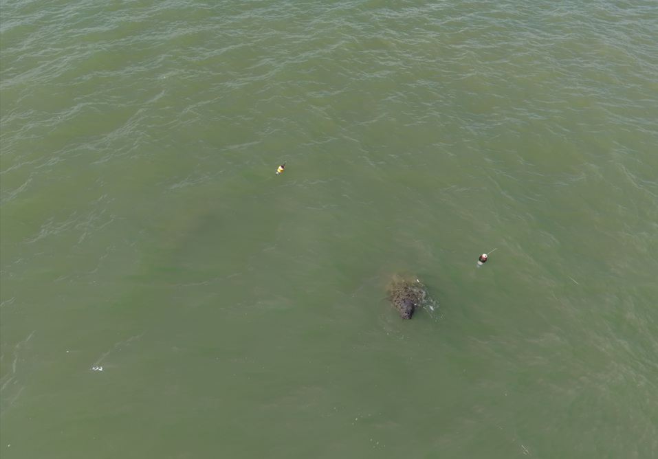 Peixe-boi-marinho "Maria", resgatada no Rio Jaguaribe, é avistada na costa paraibana com "Mel" e "Puã"