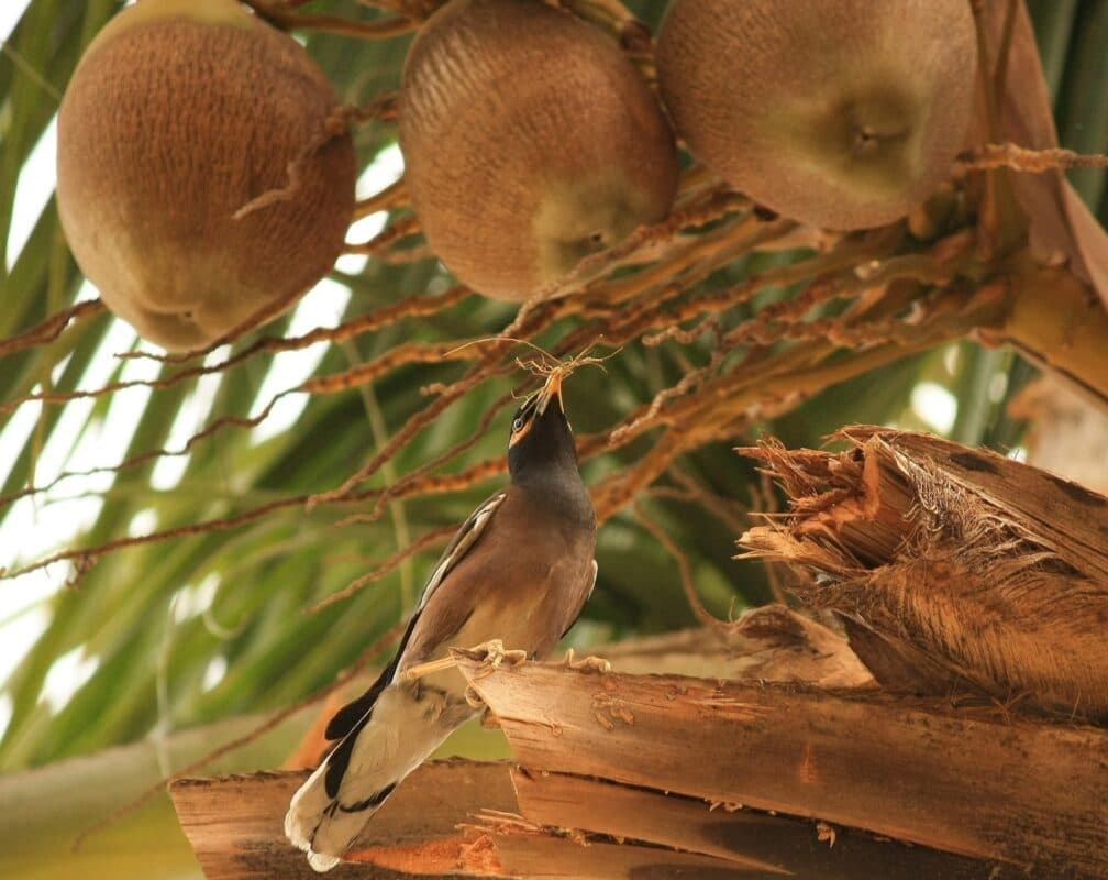 Idosa fica ferida no rosto após ser atingida por coco na orla de João Pessoa e filha cobra zeladoria